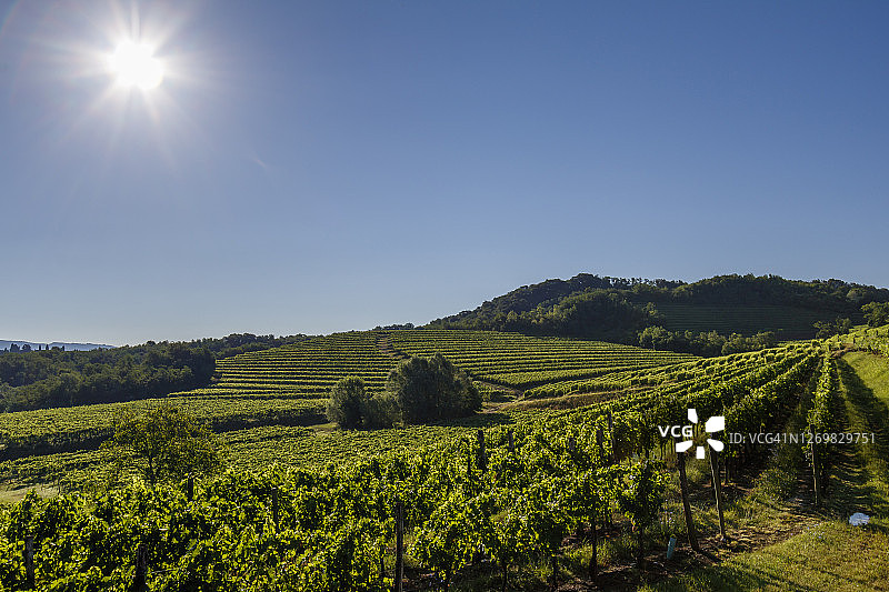 波焦贝洛的葡萄园图片素材