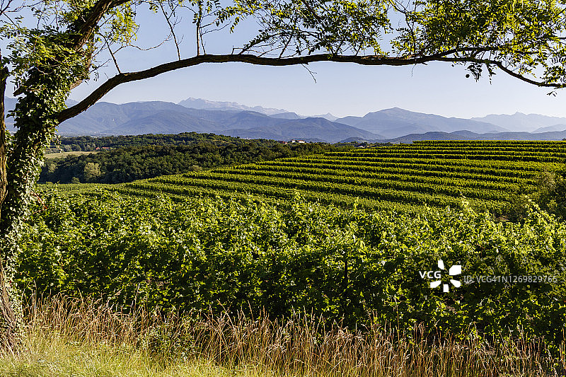 波焦贝洛的葡萄园图片素材