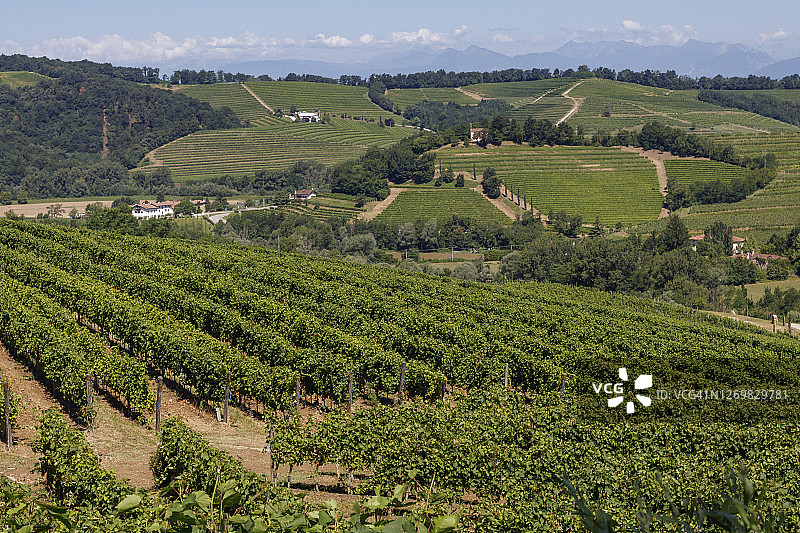 科利奥地区的鲁塔尔葡萄园（意大利东北部）图片素材