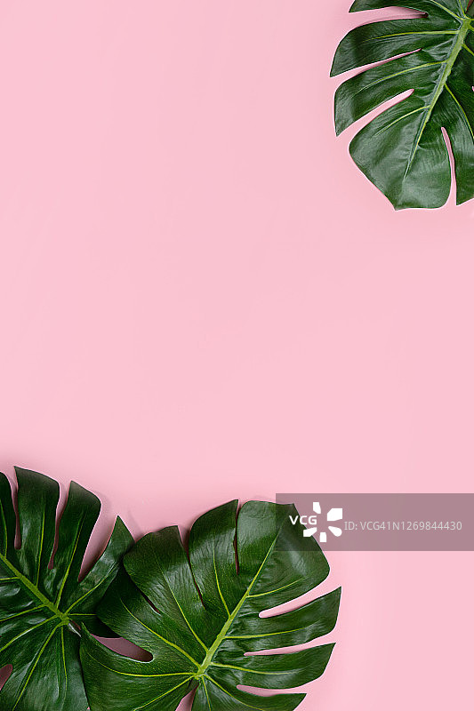 粉色背景热带龟背竹叶子图片素材