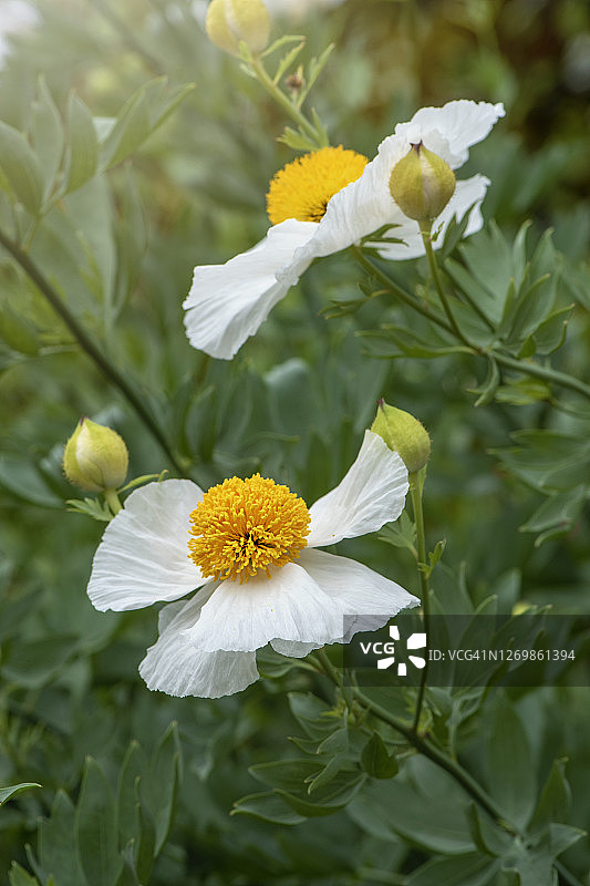 库尔特马蒂利亚罂粟花图片素材