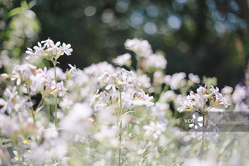 花园中生长的石碱草图片素材