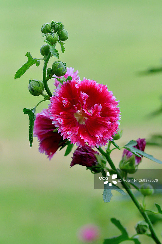 蜀葵花图片素材