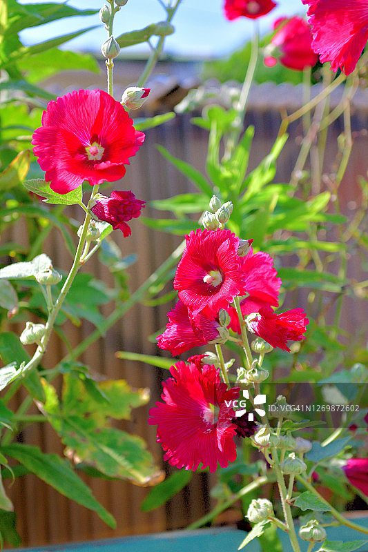 蜀葵花图片素材