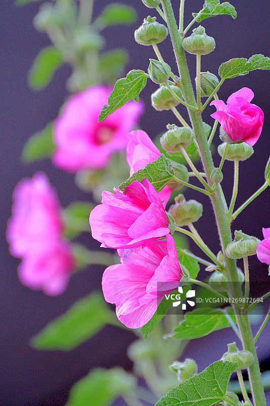 蜀葵花图片素材