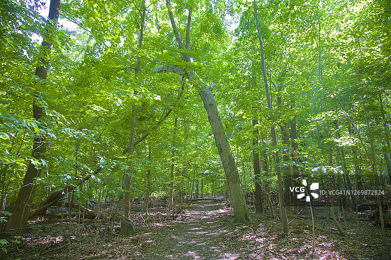 帕利塞德州际公园小径，新泽西州阿尔卑图片素材