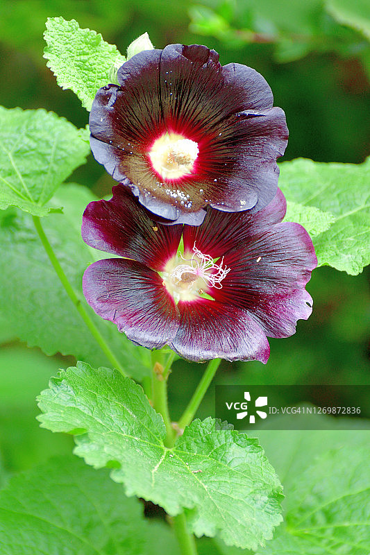 蜀葵花图片素材