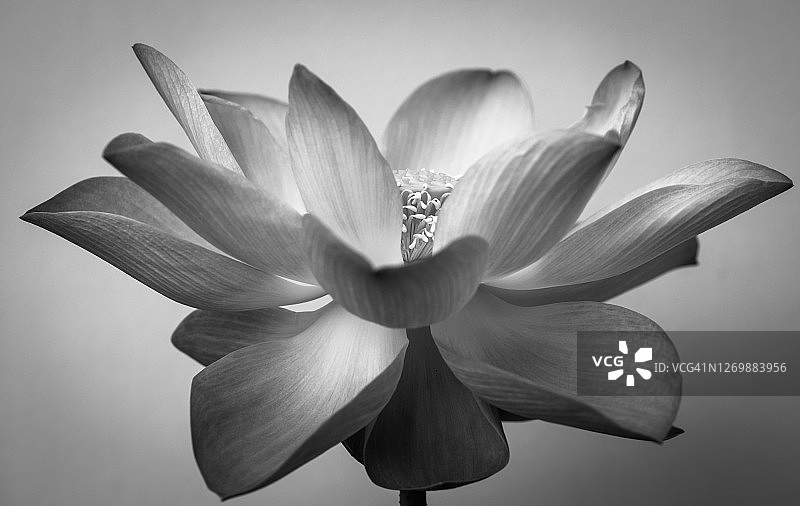 大型莲花图片素材