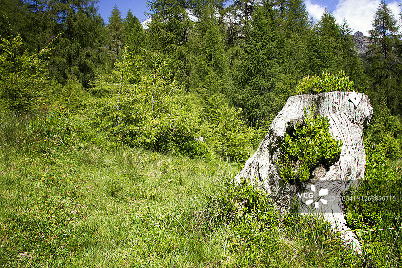 绿色挑战图片素材