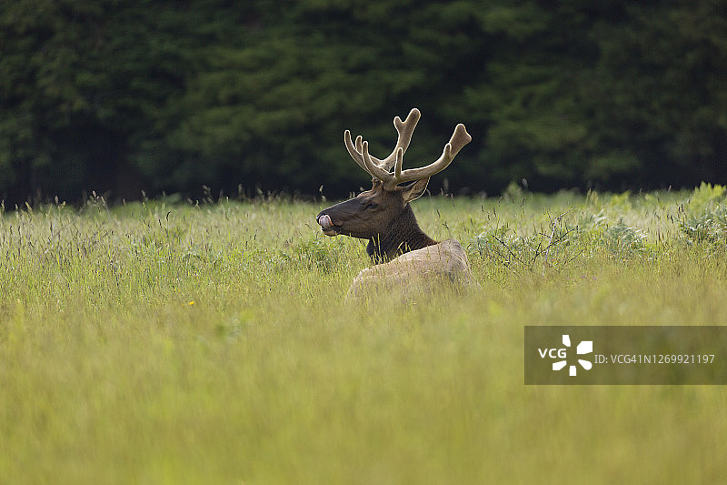 罗斯福麋鹿在傍晚的阳光下悠闲地晒太阳图片素材