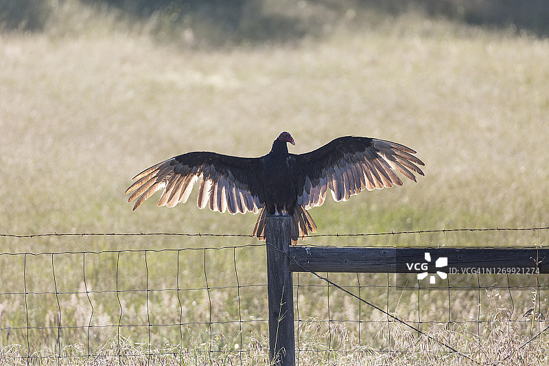 晨曦中的秃鹫图片素材