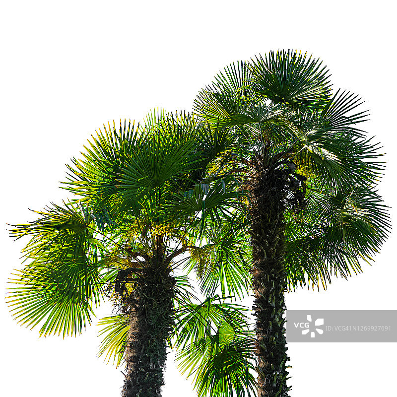 两棵糖棕榈树，与白色背景隔离图片素材