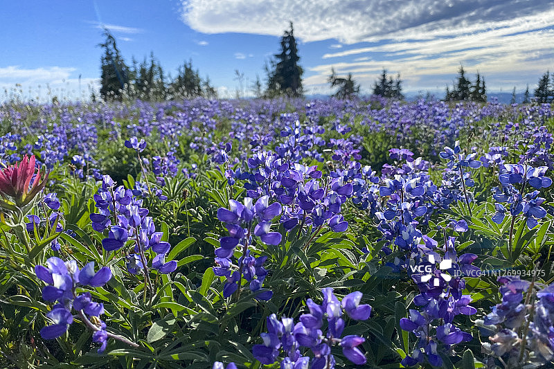 山羊岩荒野中的印第安画笔花图片素材