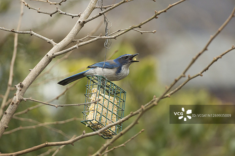 星鸦将食物放入口中图片素材