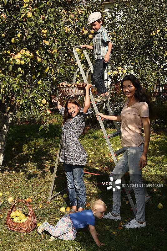 一家人采摘苹果图片素材