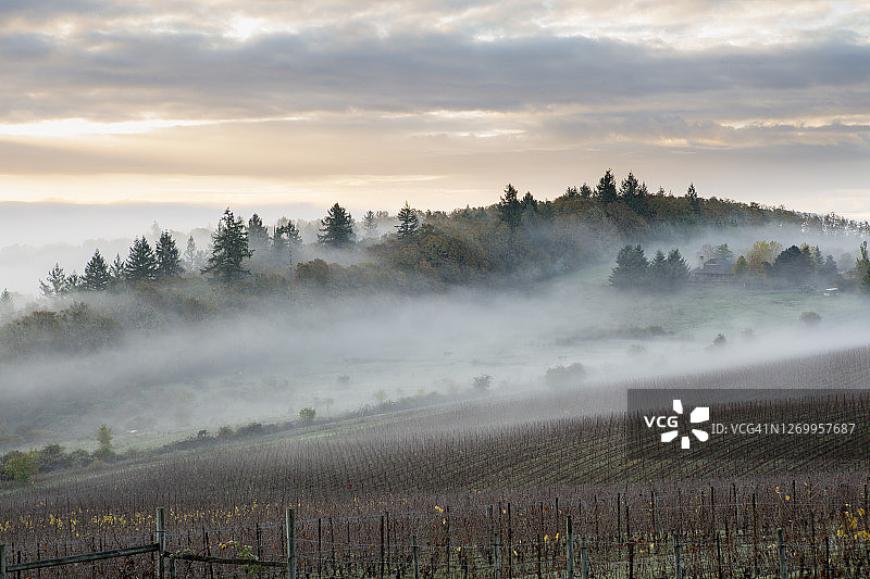 威拉米特河谷葡萄园的晨雾图片素材