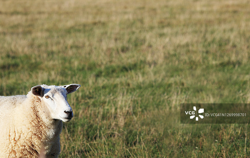 带着草地看向镜头的绵羊图片素材