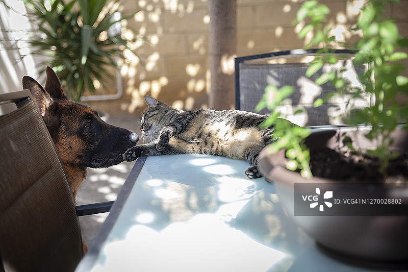 猫狗之间的爱图片素材