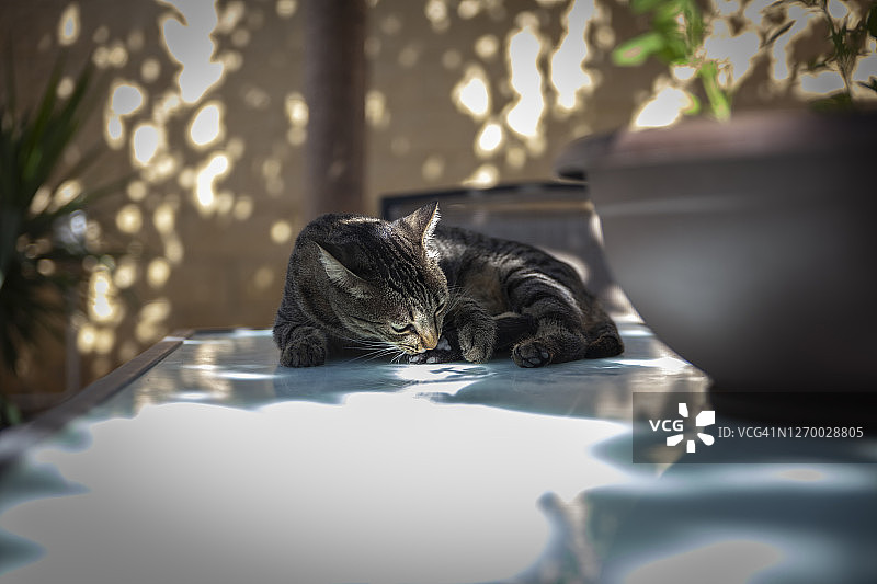 领养小猫图片素材