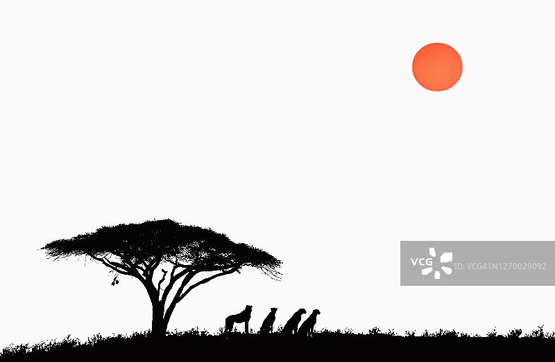 卡拉哈里沙漠中的猎豹图片素材