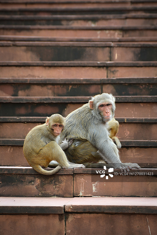 在公园里检查跳蚤和虱子的猴子图片素材
