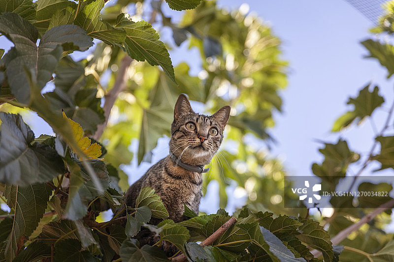 藏在树顶的猫图片素材