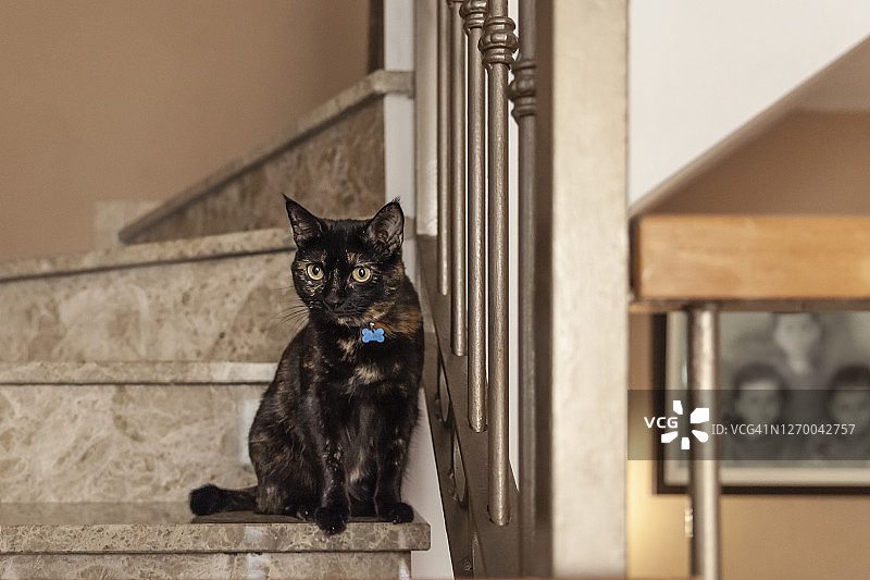 领养小猫图片素材