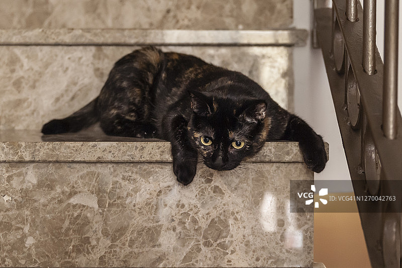 猫咪躺在梯子上。领养小猫。图片素材