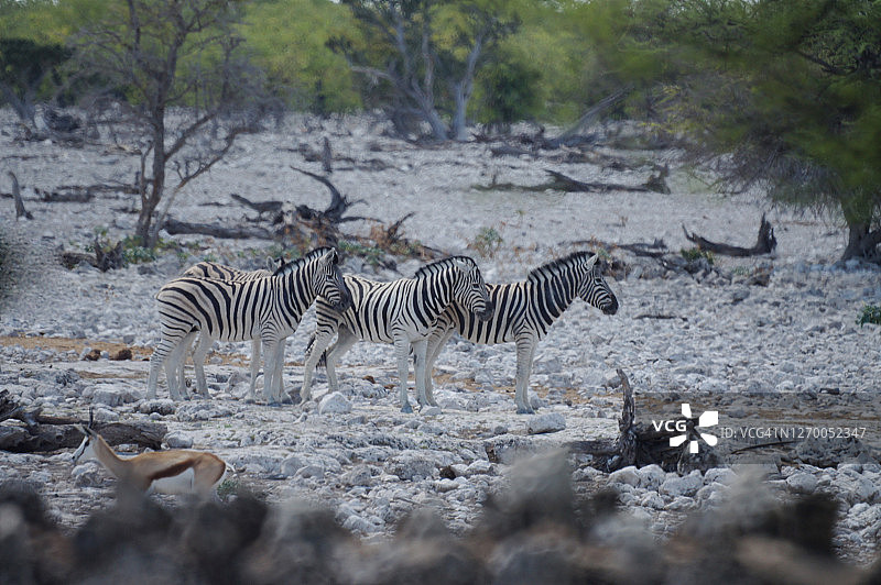 斑马31图片素材