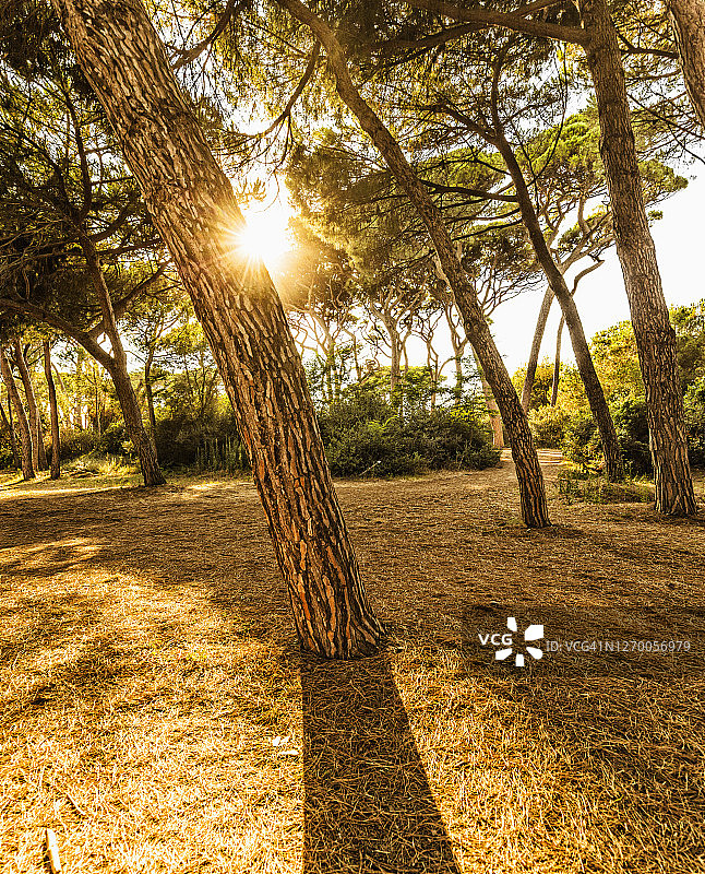 巴拉蒂，松树林中的日落图片素材