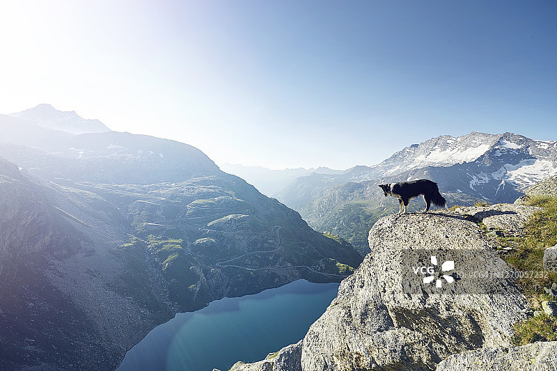 俯瞰风景和山谷的狗图片素材