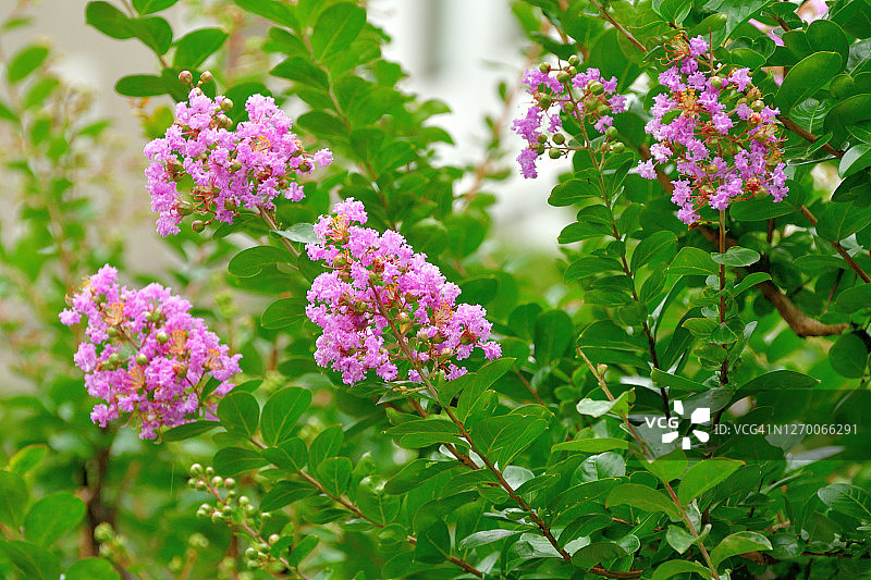 紫薇花图片素材