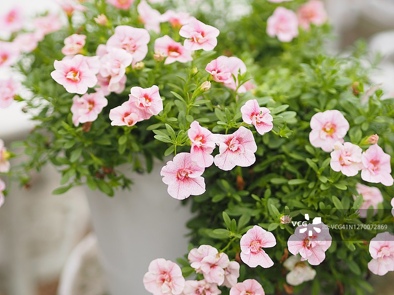 粉色重瓣矮牵牛花盆栽（茄科，学名：杂交矮牵牛）图片素材