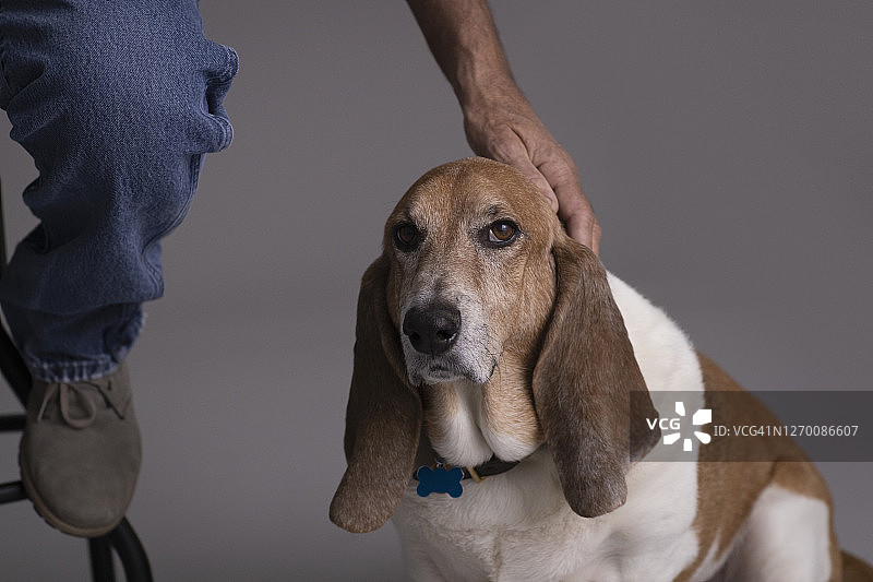 男人抚摸宠物狗的肖像图片素材