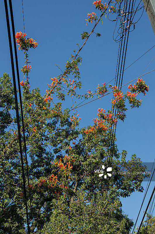 炮仗花攀爬光缆和电线图片素材