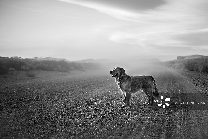 砂石路上的金毛犬图片素材