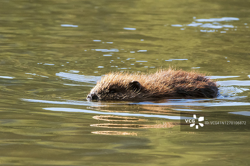 阿拉斯加州北美洲的水生哺乳动物海狸图片素材