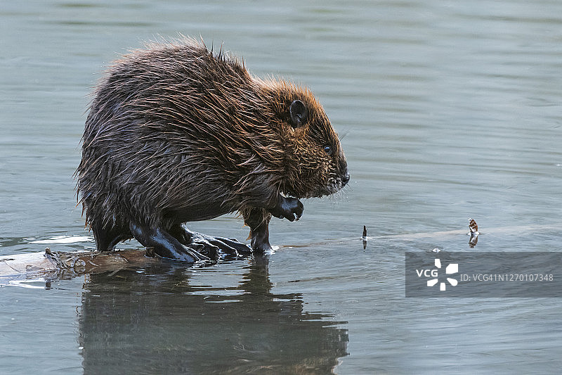 阿拉斯加州北美洲的水生哺乳动物海狸图片素材