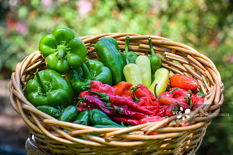 新鲜采摘的花色辣椒篮图片素材