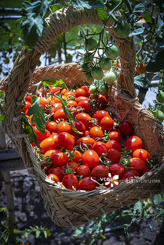 地中海农场用草篮收获樱桃番茄图片素材