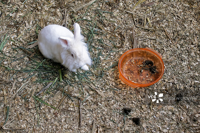 农场里的小兔子正在吃东西图片素材