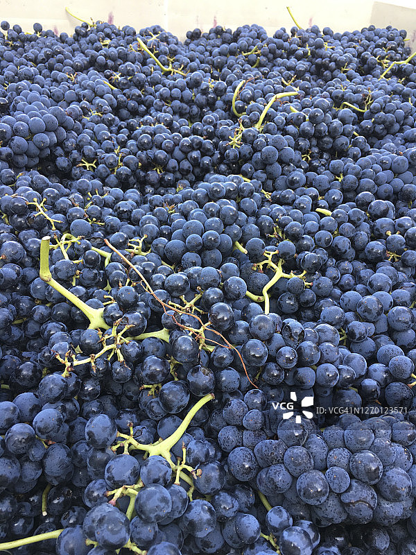 预备酿酒的西拉葡萄图片素材