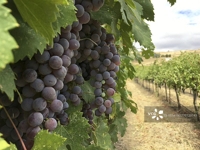 成熟的黑皮诺葡萄图片素材
