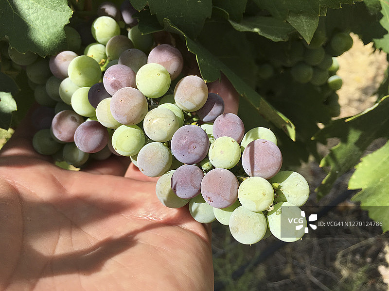 内比奥罗葡萄的转色期图片素材