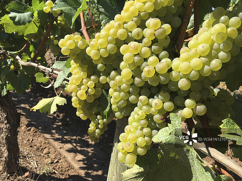 准备收获的霞多丽葡萄图片素材