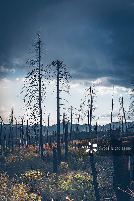 圣菲国家森林21图片素材