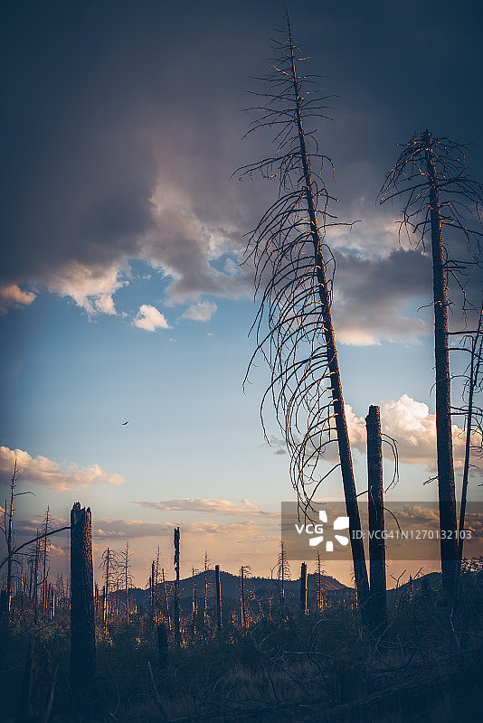 圣达菲国家森林图片素材