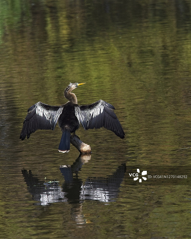 蛇鹈栖息枯木展翅晾晒图片素材