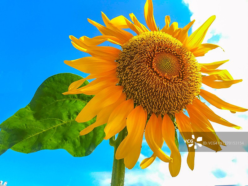天空背景下的向日葵图片素材