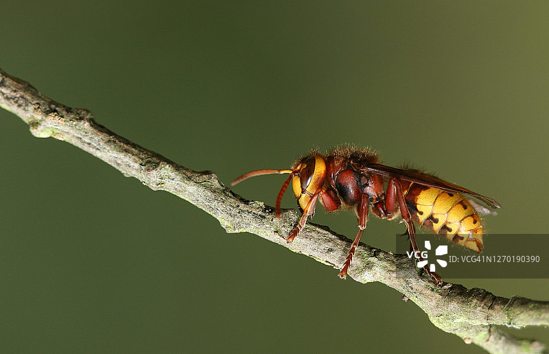在柳树枝上寻找昆虫的漂亮胡蜂图片素材